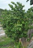 Microcos paniculata. Цветущее дерево. Таиланд, остров Пханган. 22.06.2013.