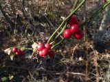 Smilax excelsa