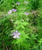 Geranium sylvaticum