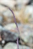 genus Festuca