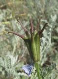 Nigella segetalis