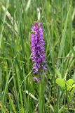 Dactylorhiza umbrosa. Соцветие. Южный Казахстан, хр. Боролдайтау, ущелье Кокбулак. 23.05.2008.