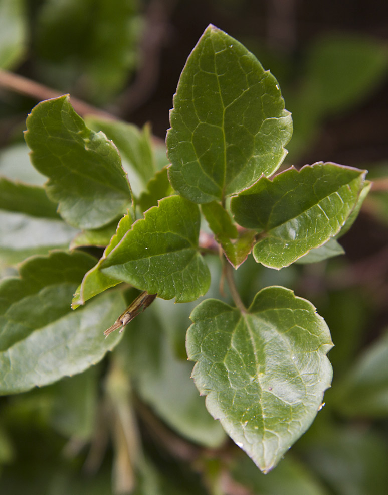 Изображение особи Clematis cirrhosa.