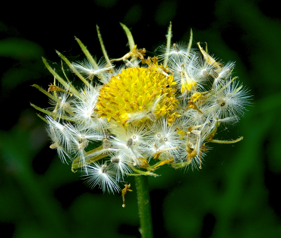 Изображение особи Doronicum orientale.