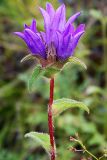 Campanula glomerata. Верхушка цветущего растения. Республика Алтай, Чемальский р-н, правый берег р. Катунь, каменистый луг. 26.07.2009.