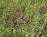 Centaurea adpressa