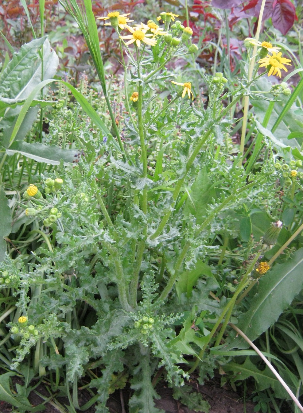 Изображение особи Senecio vernalis.