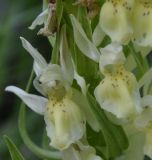 Dactylorhiza sambucina