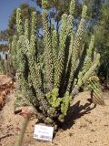 Cereus peruvianus разновидность monstrosus