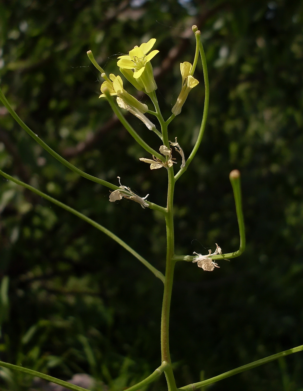 Изображение особи Erysimum repandum.