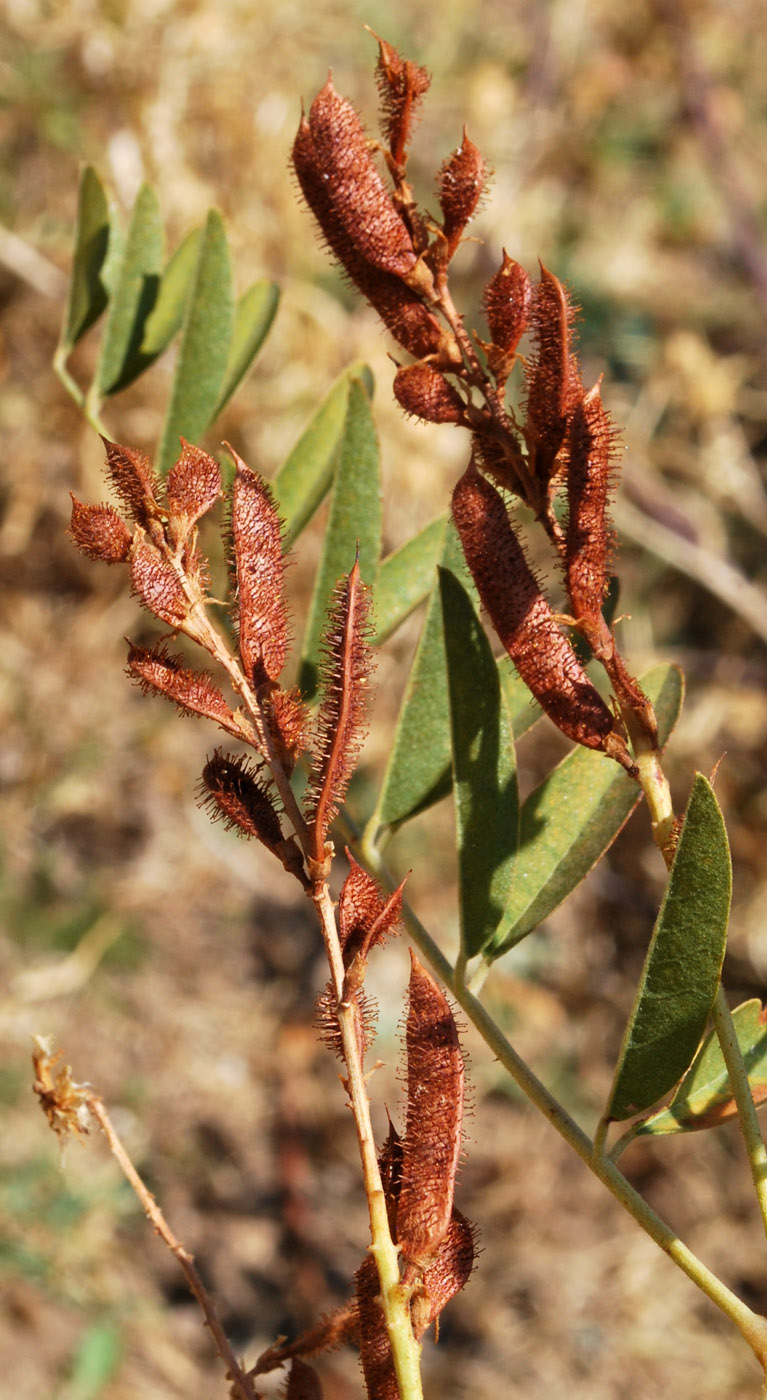 Изображение особи Glycyrrhiza nadezhinae.