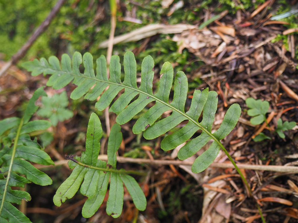 Изображение особи род Polypodium.