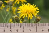 Crepis biennis