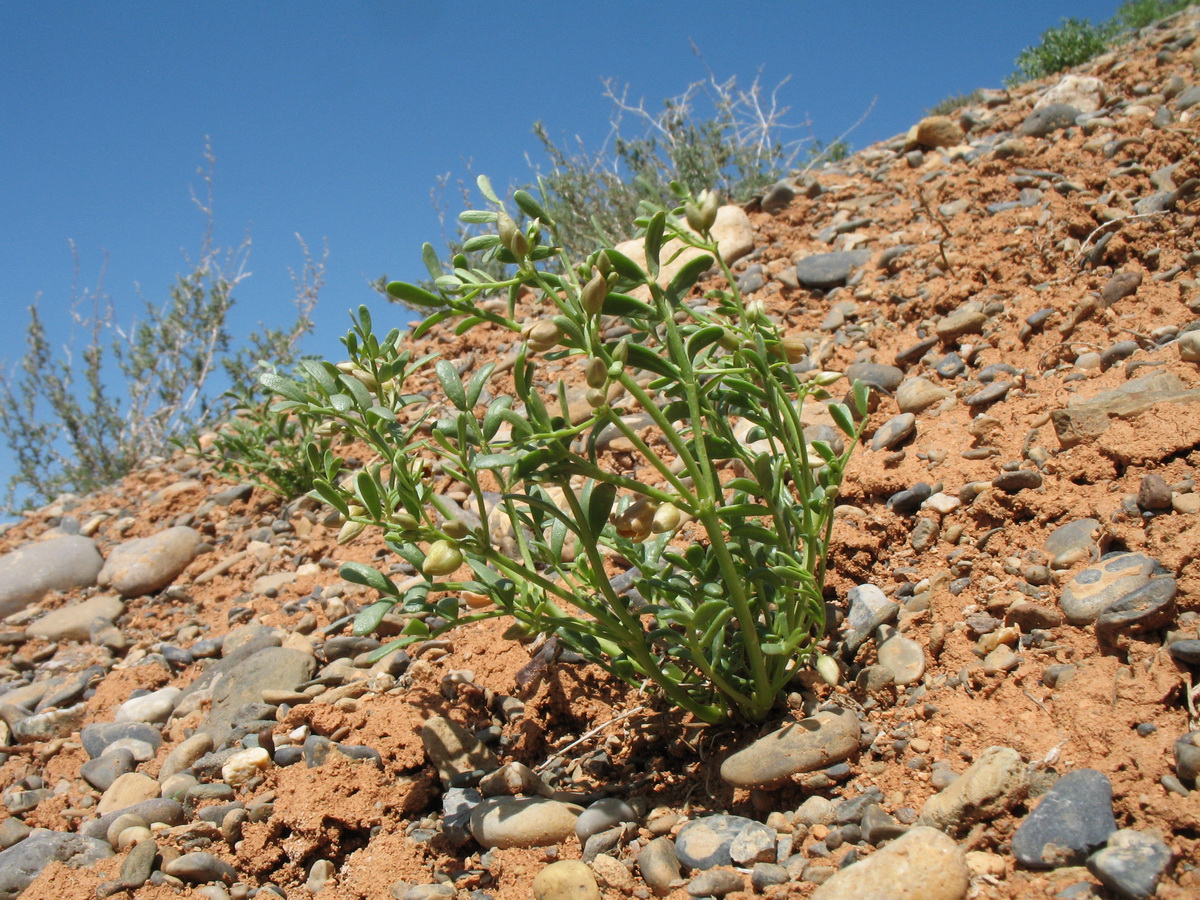 Изображение особи Zygophyllum karatavicum.