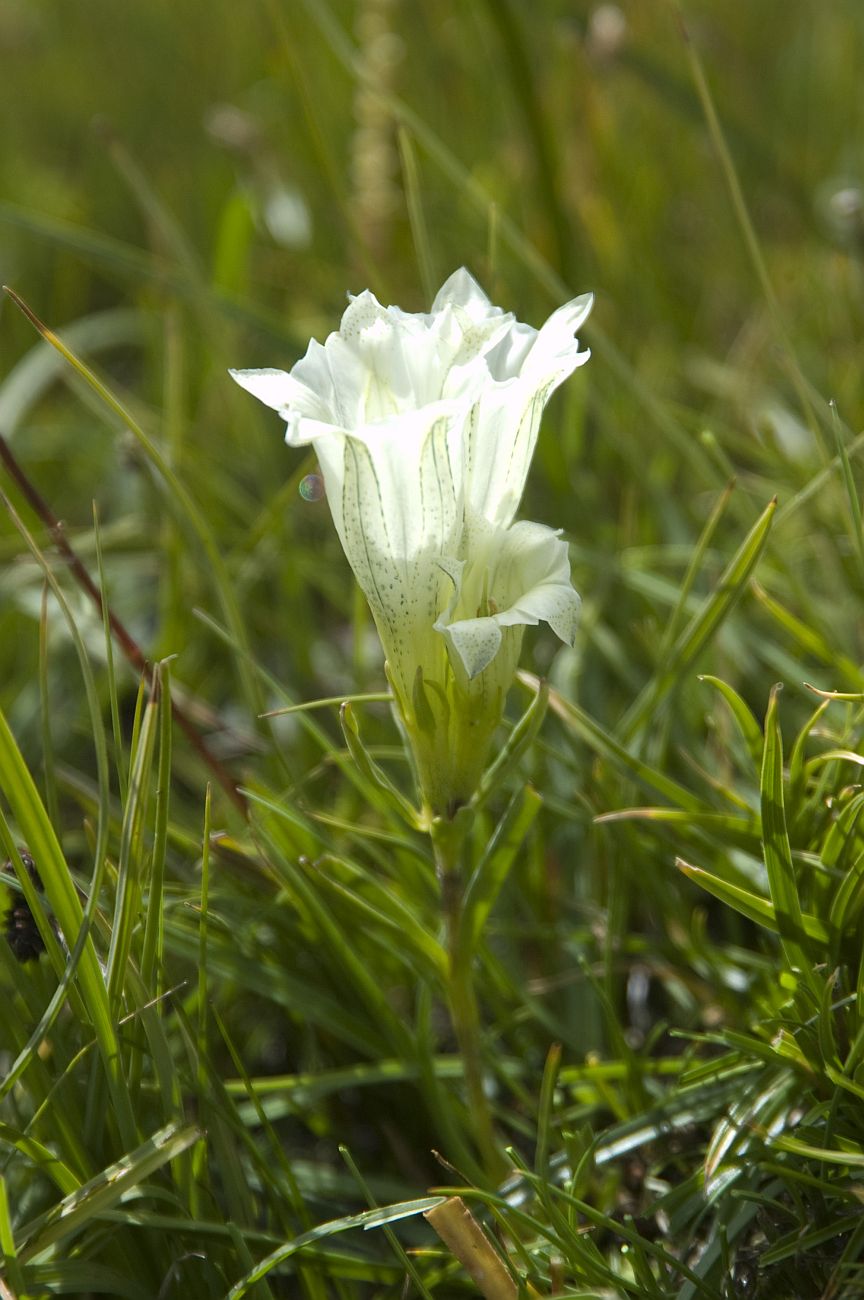 Изображение особи Gentiana algida.