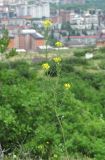 Erysimum collinum