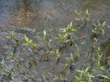 Rorippa amphibia. Растения в небольшом ручье. Чувашия, окр. г. Шумерля, Кумашкинский заказник, р. Саланка. 14 мая 2008 г.