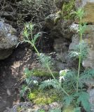 genus Scabiosa. Зацветающее растение. Дагестан, окр. г. Избербаш, скала, затенённое место. 13.05.2018.