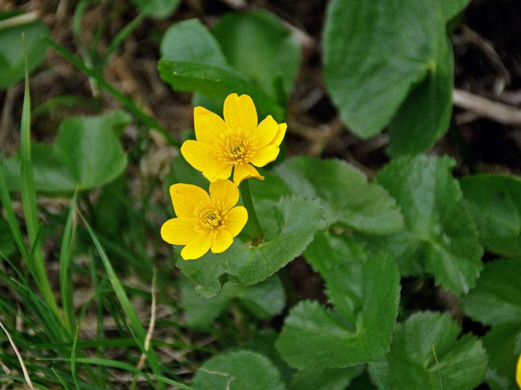 Изображение особи Caltha membranacea.