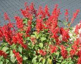 Salvia splendens. Верхушки побегов с соцветиями. Казахстан, Восточно-Казахстанская обл., г. Усть-Каменогорск, клумба в парке, в культуре. 30.07.2012.