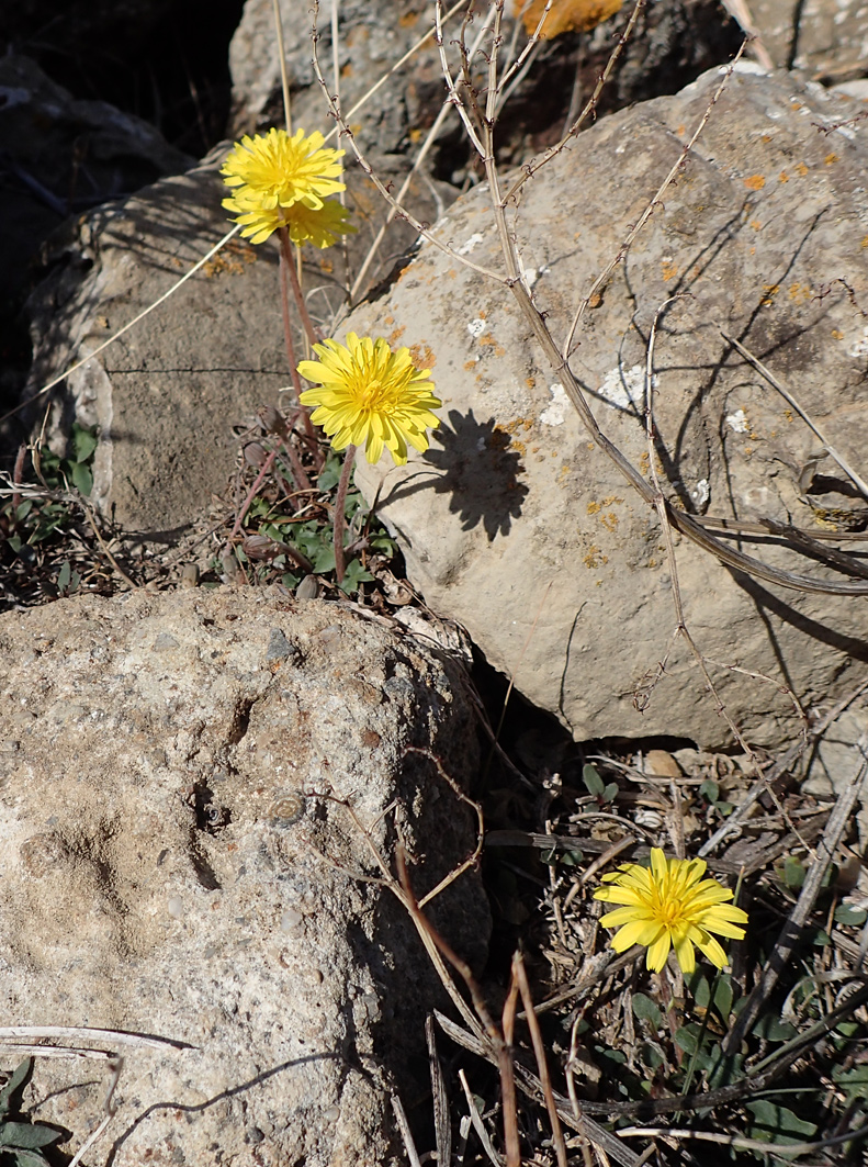 Изображение особи род Taraxacum.