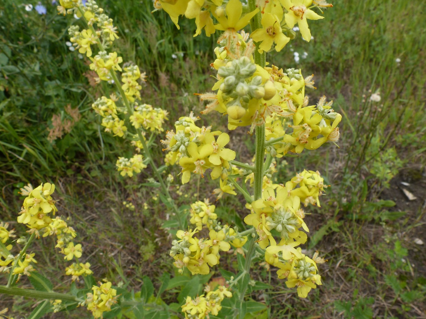 Изображение особи Verbascum lychnitis.