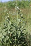 Althaea officinalis