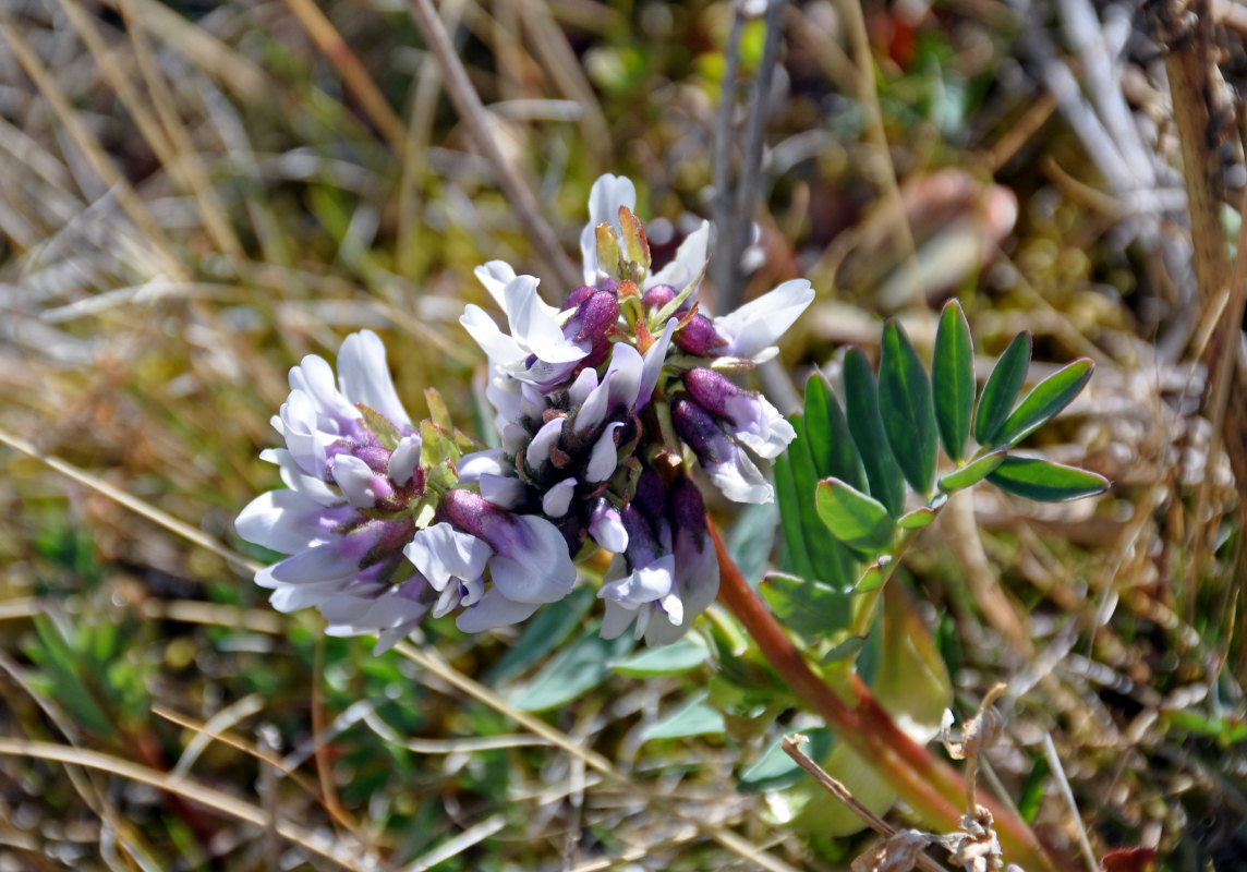Изображение особи Astragalus norvegicus.