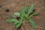 род Verbascum