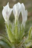 Astragalus dolichophyllus