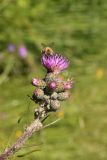 Cirsium palustre