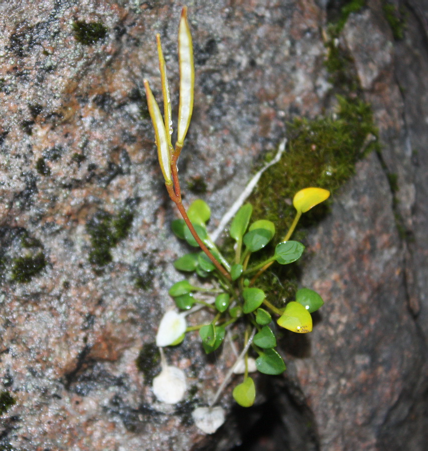 Изображение особи Cardamine bellidifolia.