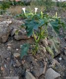 Datura stramonium