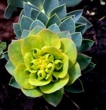 Euphorbia myrsinites