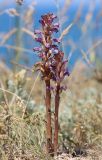 Orobanche cumana