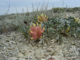 Astragalus calycinus