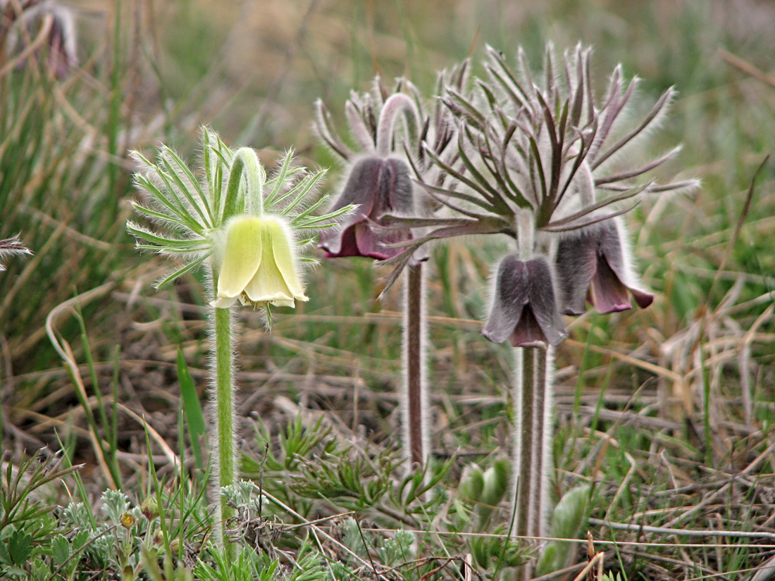 Image of Pulsatilla ucrainica specimen.