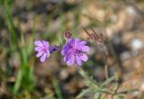 Geranium tuberosum. Цветок, бутон и завязь. Крым, Караларский природный парк, бухта Морской Пехоты, степь. 07.05.2021.