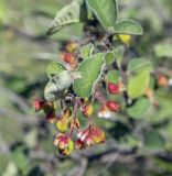 Cotoneaster melanocarpus