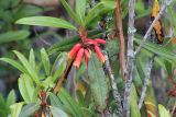 Rhododendron keysii