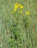 Senecio erucifolius. Цветущее растение. Иркутская обл. Усть-Ордынский р-н, окр. пгт Усть-Орда, долина р. Куда, луг. 08.08.2022.