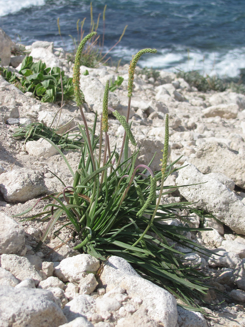 Image of Plantago salsa specimen.