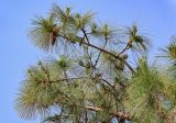 Pinus canariensis. Ветви с шишками разной степени зрелости. Египет, мухафаза Каир, г. Каир, в культуре. 08.05.2023.