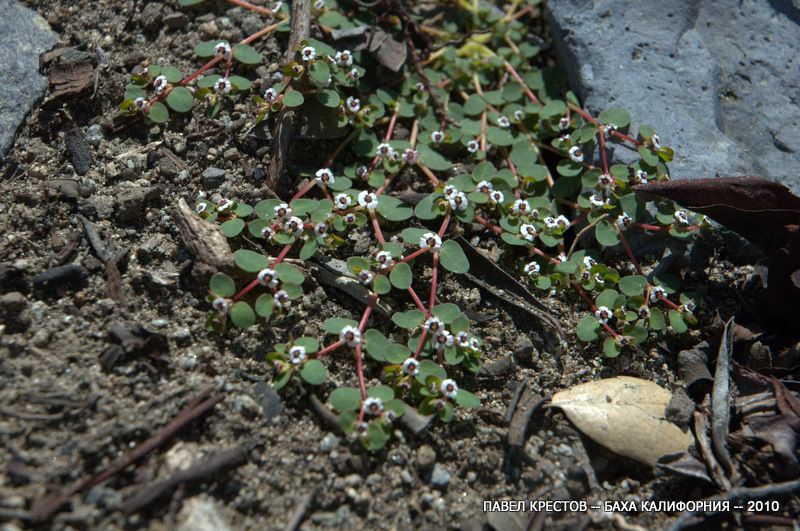Изображение особи Euphorbia micromera.