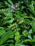 Cirsium weyrichii