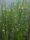 Eleocharis palustris