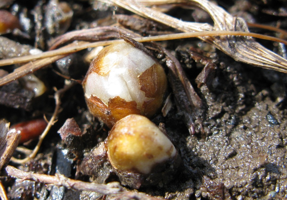 Изображение особи Anemone baicalensis ssp. kebeshensis.