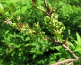 род Forsythia