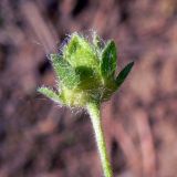 Potentilla crantzii. Чашечка. Свердловская обл., окр. г. Североуральск, опушка сосново-елового леса близ известнякового карьера. 15.06.2011.