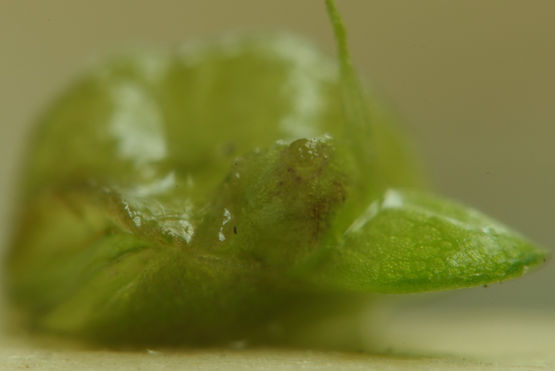 Image of Lemna gibba specimen.